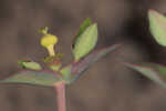 Greater Florida spurge